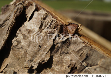 如果從側面看原木,樹皮很好。 如果從側面看原木,樹皮很好。 103607718