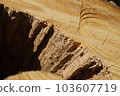 原木表面的魅力 103607719
