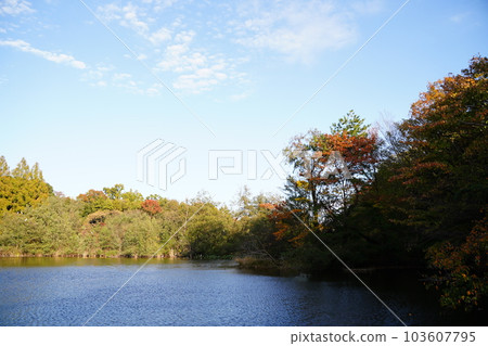 pond, bird, silhouette, landscape, leaf, autumn leaves, tree, autumn, blue sky, sky, outdoors, brown, blue, light, Shakujii, park, Japan, Tokyo, pond, bird, silhouette, landscape, leaf, autumn leaves, tree, autumn, blue sky, sky, outdoors, brown, blue, light, Shakujii, park, Japan, Tokyo, 103607795