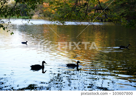 pond, bird, silhouette, landscape, leaf, autumn leaves, tree, autumn, blue sky, sky, outdoors, brown, blue, light, Shakujii, park, Japan, Tokyo, pond, bird, silhouette, landscape, leaf, autumn leaves, tree, autumn, blue sky, sky, outdoors, brown, blue, light, Shakujii, park, Japan, Tokyo, 103607800