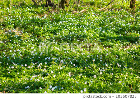 Spring forest landscape with fresh windflowers outdoors 103607823