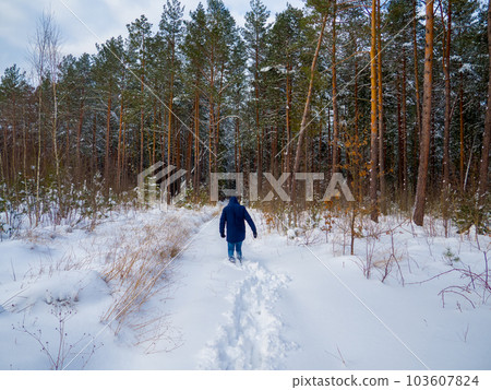 Mountain forest in winter 103607824