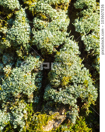Lichen And Moss On the tree 103607836