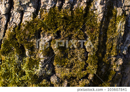 Lichen And Moss On the tree 103607841
