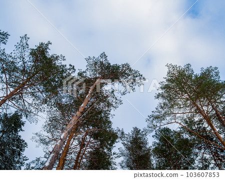 Tree branches and leaves against blue sky. Tree branches and leaves against blue sky. 103607853