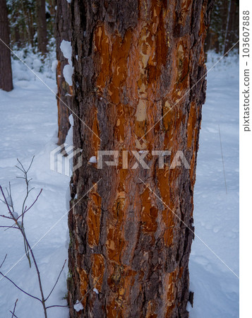 Gnawed tree in winter forest 103607888