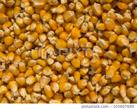 Close-up texture of organic yellow maize or corns seed grains Close-up texture of organic yellow maize or corns seed grains 103607889