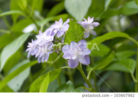 Double hydrangea 103607982