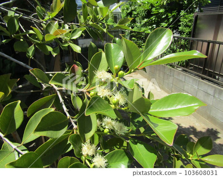 美麗的白花是熱帶水果番石榴的花 美麗的白花是熱帶水果番石榴的花 103608031