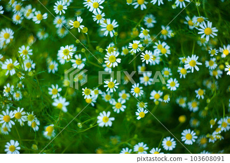 Matricaria chamomilla. Flower texture 103608091