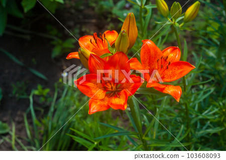 Orange lily flower bloom on blurry green background in lilies garden Orange lily flower bloom on blurry green background in lilies garden 103608093