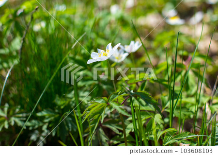 Spring forest landscape with fresh windflowers outdoors 103608103