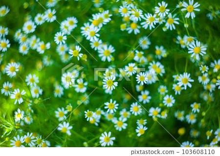 Matricaria chamomilla. Flower texture Matricaria chamomilla. Flower texture 103608110