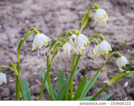 Bell-shaped flowers with fresh spring green leaves 103608122