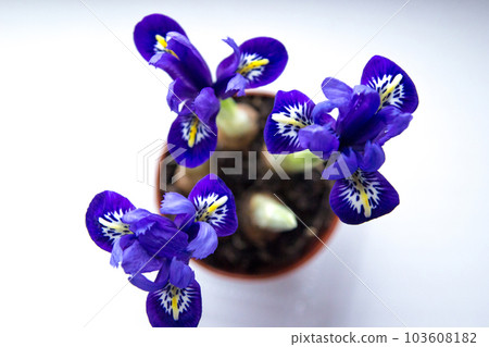 Blue netted iris Blue netted iris 103608182