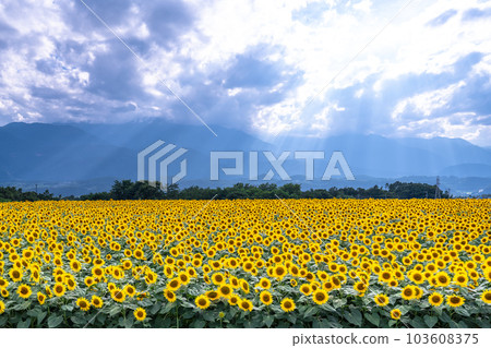 向日葵，夏天圖像 103608375