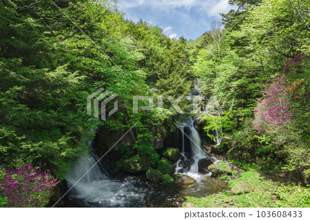 Ryuzu Falls and Rhododendron dilatatum [Nikko... - Stock Photo [103608433]  - PIXTA