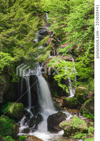 龍頭瀑布和杜鵑花[栃木縣日光市] 103608441
