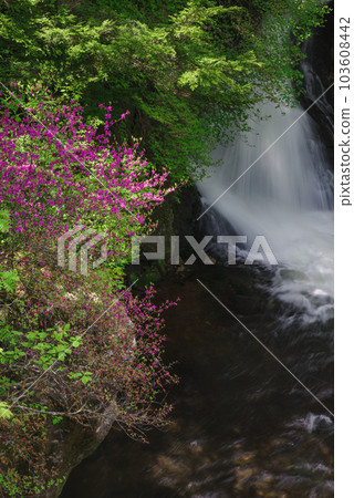龍頭瀑布和杜鵑花[栃木縣日光市] 103608442