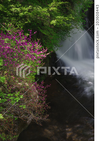 龍頭瀑布和杜鵑花[栃木縣日光市] 103608443