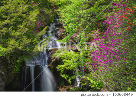 龍頭瀑布和杜鵑花[栃木縣日光市] 103608449