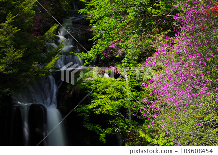 龍頭瀑布和杜鵑花[栃木縣日光市] 103608454