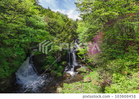 龍頭瀑布和杜鵑花[栃木縣日光市] 103608458