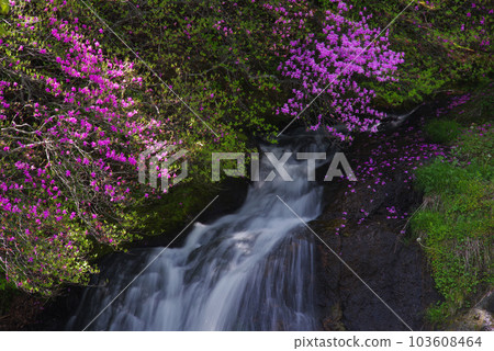龍頭瀑布和杜鵑花[栃木縣日光市] 103608464