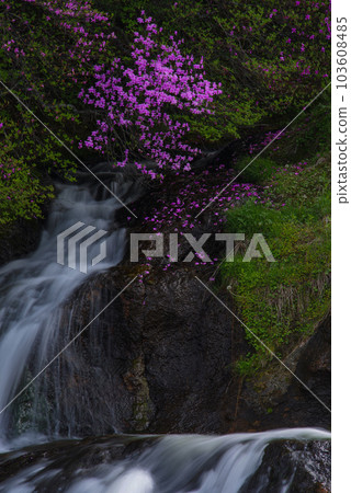 Ryuzu Falls and Rhododendron dilatatum [Nikko City, Tochigi Prefecture] 103608485