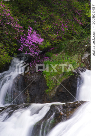 Ryuzu Falls and Rhododendron dilatatum [Nikko City, Tochigi Prefecture] 103608487
