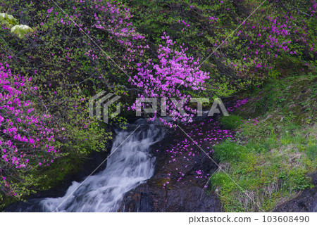 龍頭瀑布和杜鵑花[栃木縣日光市] 103608490