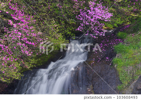 Ryuzu Falls and Rhododendron dilatatum [Nikko City, Tochigi Prefecture] 103608493