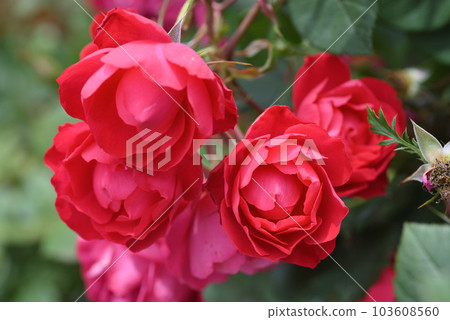 Rose (Cherry Bonica) Rose (Cherry Bonica) 103608560