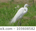 一隻鳥 103608582