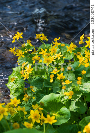 溪邊盛開的黃色蝦夷龍金花 103608741