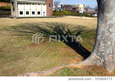 冬天的樹木和陰影 103608773