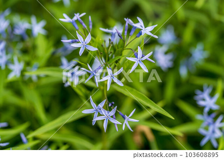 清新的春風和可愛的丁香花 103608895