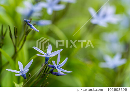 清新的春風和可愛的丁香花 103608896