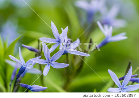清新的春風和可愛的丁香花 103608897