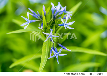 清新的春風和可愛的丁香花 103608899