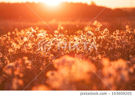 Rural grass on meadow and sunset Rural grass on meadow and sunset 103609205