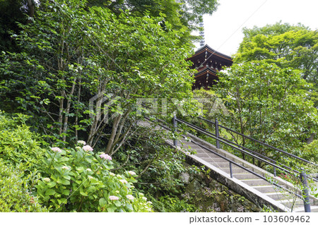 龍河寺（岡寺）：綠意盎然的三層寶塔 -- 奈良縣高市郡飛鳥村岡-- 103609462