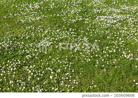 Many white small flowers in top view of meadow 103609606