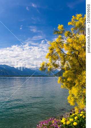 Mountains and lake Geneva Mountains and lake Geneva 103609608