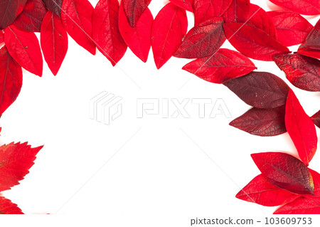tree leaves isolated on white background 103609753