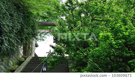 green trees and torii green trees and torii 103609871