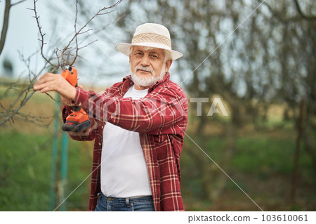 Front view of gardener standing, looking at camera. Old male with grey hair and beard taking care of plants, cutting branches with pruner. Concept of trees ad plants growing. 103610061