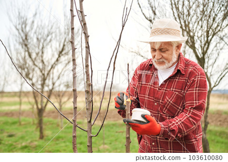 Front view of peasant in plaid shirt tree trunk greasing. Gardener in panama hat holding jar in gloves, taking care of trees in spring. Concept of nature and environment, Front view of peasant in plaid shirt tree trunk greasing. Gardener in panama hat holding jar in gloves, taking care of trees in spring. Concept of nature and environment, 103610080