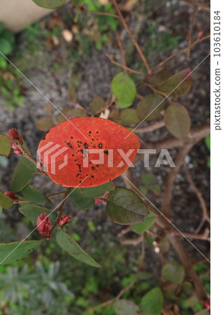 紅色枯葉 103610184