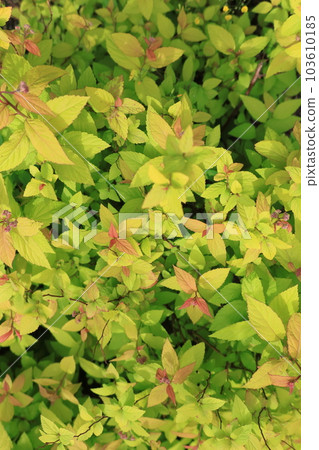 Euphorbia blooming path Euphorbia blooming path 103610185